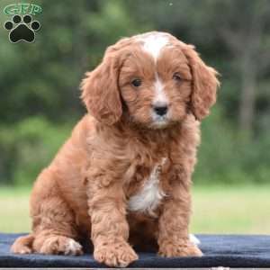 Jasper, Cavapoo Puppy